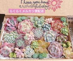 03. 多肉植物カット苗詰め合わせ　寄せ植えセット♡のサムネイル