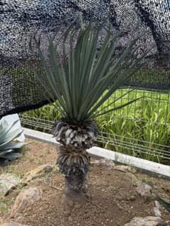 リギダ ユッカ ロストラータ 地植え株 - メルカリ