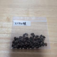 スイカの種 透明袋入り　(黄色中玉)のサムネイル