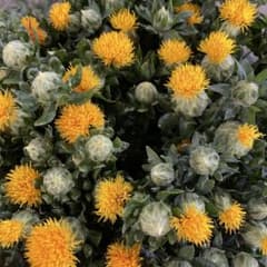 紅花　生花　20本のサムネイル