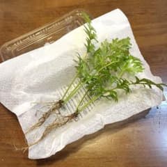 無農薬 ウォータースプライト 水中葉 2株 8cm前後 スネール無し - メルカリ