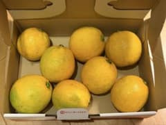農薬不使用　国産マイヤーレモン　約1kgのサムネイル