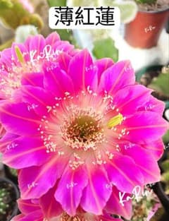 80-薄紅蓮 強香り 花サボテン ロビビア属 群開花 カキコ開花見込