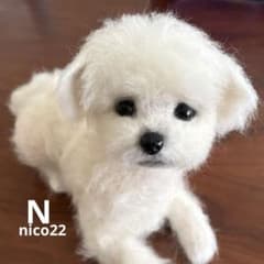 羊毛フェルト　ハンドメイド　犬　白　マルチーズ　ビジョンフリーゼ 羊毛フェルト ハンドメイド 犬 白 マルチーズ ビジョンフリーゼ - メルカリ