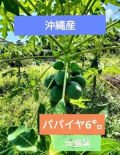 青パパイヤ 沖縄産　☆送料無料☆のサムネイル