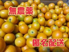 無農薬⭐︎金柑　約1kgのサムネイル