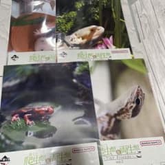 1번 복권 파충류 & 양서류 클리어 파일 & 스티커 세트 2장 ✽ 4장 세트