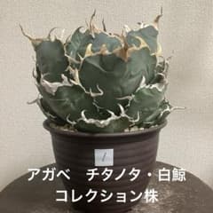 アガベ チタノタ 特大株の白鯨①直径約20cm 鉢ごと 短葉 強鋸歯