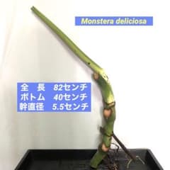 超極太モンステラ 】MD-4 デリシオーサ 82センチ トップカット - メルカリ