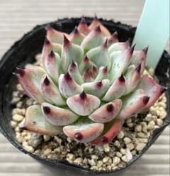リンゼアナ×ざわわ おらいさん青札苗 多肉植物 - メルカリ