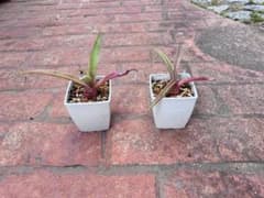 お値下げ！アガベ 子株 2株セット 多肉植物のサムネイル