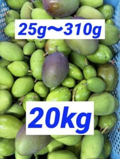 摘果マンゴー 20kg ⑦ - メルカリ