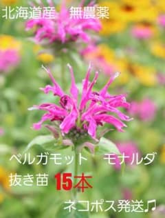 ベルガモット モナルダ タイマツソウ 抜き苗15株 ハーブ 北海道産 無