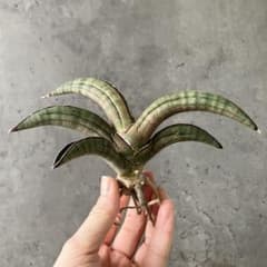 S10756☆オークション販売☆ サンスベリア プフィステリ PFISTERII