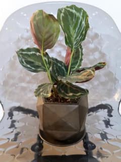 【SALE】カラテア メダリオン　陶器鉢のサムネイル