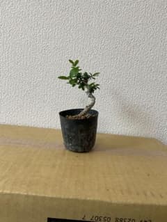 いぼた(荒皮性)のサムネイル