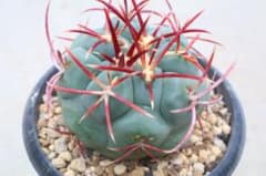 テロカクタス・緋冠竜（大）のサムネイル