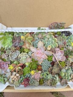 多肉植物　カット苗　寄植え用のサムネイル