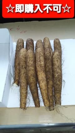 ★送料込み★群馬県産　やまといも（大和芋）2kg（9～11本）のサムネイル