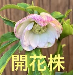 クリスマスローズ 開花株 イエローダブル ピコティ 今期初 鉢のまま