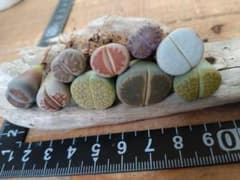 リトープス・根付きセットのサムネイル