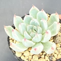 32多肉植物 コロラータルーフ×沙羅姫牡丹 ミソップさん カット苗