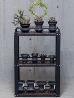 男前インテリア　植物棚　棚　収納　国産桧　ディスプレ　アガベ　塊根植物 922 m98302721427_1.jpg?1754815359