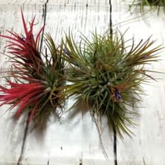 2点セット☆チランジア☆観葉植物 - メルカリ