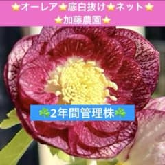 223☘️2年間管理株☘️⭐️オーレア⭐️底白抜け⭐️ネット⭐️加藤