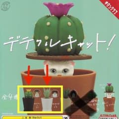 猫　サボテン　花　植物のサムネイル