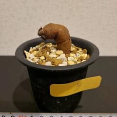 オペルクリカリア　パキプス　根差し