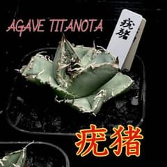 引退セール】アガベ チタノタ 疣猪 イボイノシシ 発根済 美株 星空
