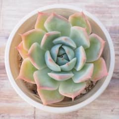 多肉植物 コデルリアのサムネイル