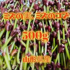 天然ミズの実 ミズのコブ 500g 山形県産 - メルカリ