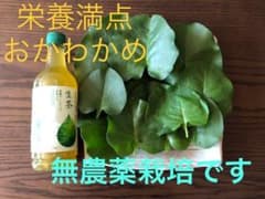 雲南百薬（オカワカメ）　葉　300g前後くらいのサムネイル