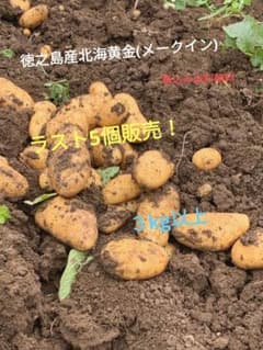 新じゃがいも北海黄金　箱込み３kg　A品のサムネイル
