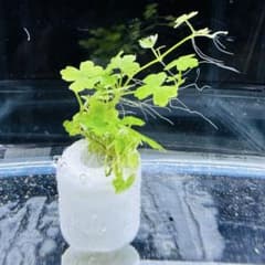 オーストラリアンクローバーヒドロコティレミニ 水草 無農薬 ポーラスリング付きのサムネイル