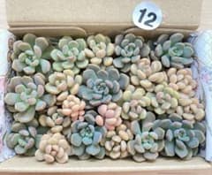 12 多肉植物　多肉弁当　詰め合わせ　寄せ植え　セット　カット苗　小梅　つぶのサムネイル