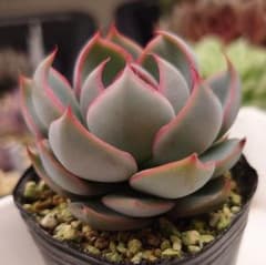 龍鱗蓮華 抜き苗 おらいさん苗 ミックスベリア 多肉植物 - メルカリ