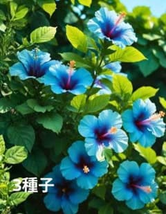 は*ぃ様 ハイビスカス ブルーカラー 種子　3粒のサムネイル
