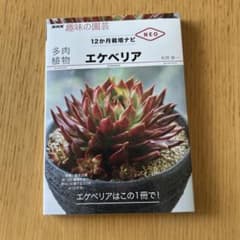 多肉植物 エケべリアのサムネイル