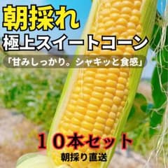 朝採れ 極上スイートコーン 10本セット　農家直送　野菜ソムリエのサムネイル