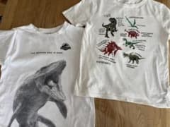 恐竜　モササウルス　Tシャツ　セットのサムネイル