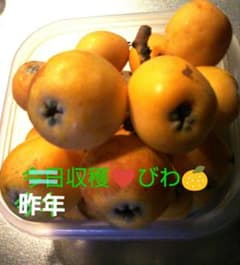 自然栽培◎田中びわ苗◎小さめ１本◎送料込みヒメツルソバのオマケ付きのサムネイル