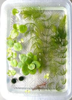水草　マツモ、アマゾン・ドワーフフロッグビット、マリモ　おまけロタラのサムネイル