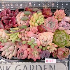 多肉植物 寄せ植えセット♡7141 - メルカリ