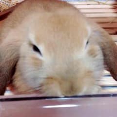 ころりん 様 専用ページのサムネイル