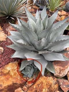 地植え　アガベ　セットのサムネイル