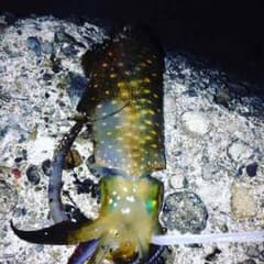りー様専用のサムネイル
