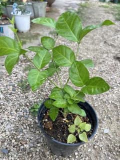 ジャスミン　茉莉花のサムネイル